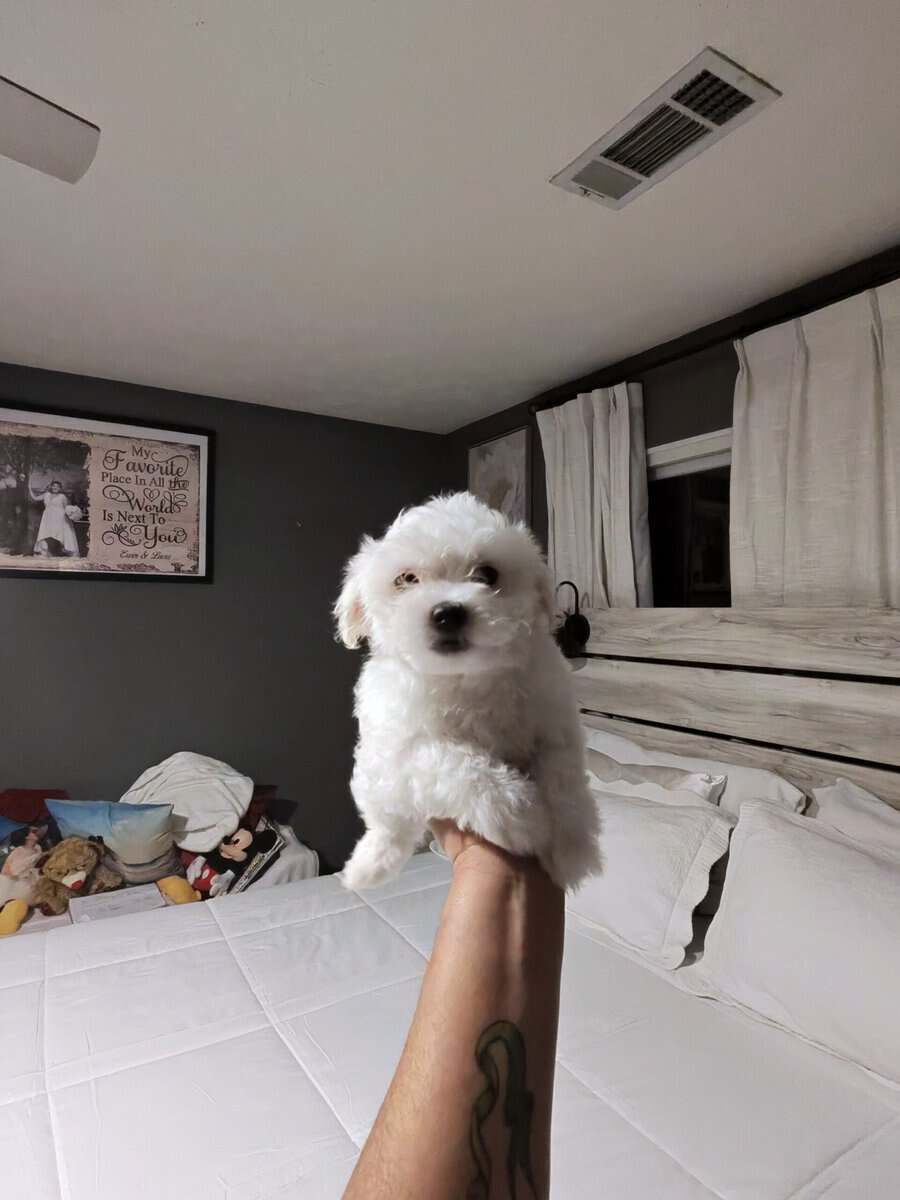 3..9 week old Maltese pups for sale image 4