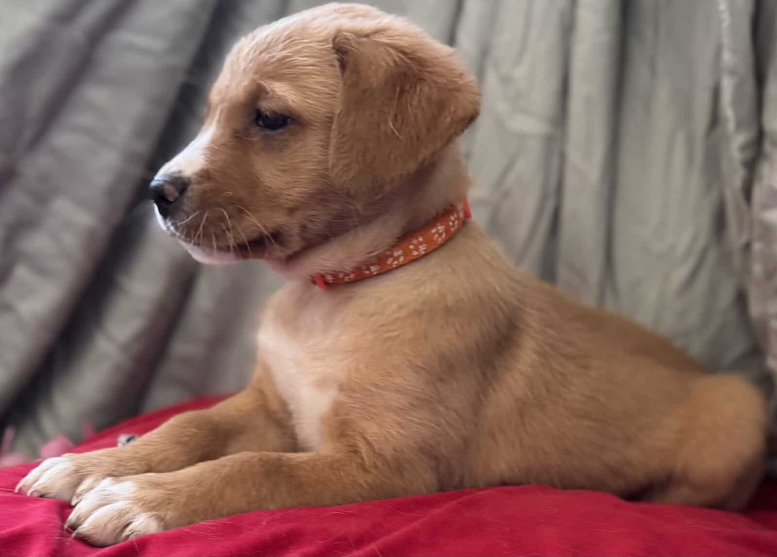 Golden Retriever/Alaska Husky Puppy image 2