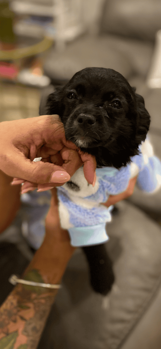 CHIPOO’s image 5