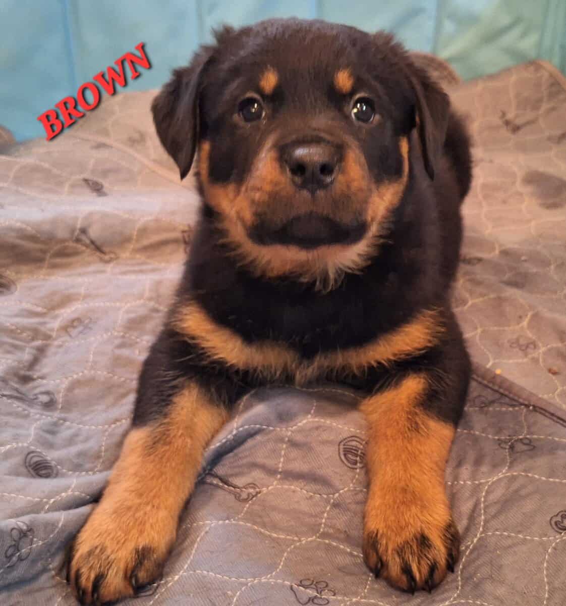 Registered Rottweiler puppies image 7