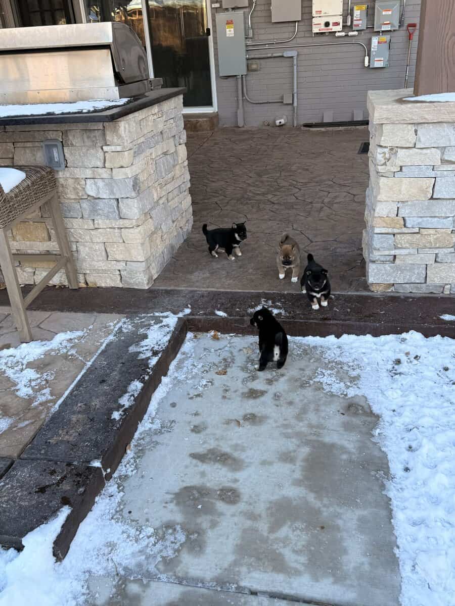 4 female pure bred Shiba Inu puppies - 9 weeks old image 9