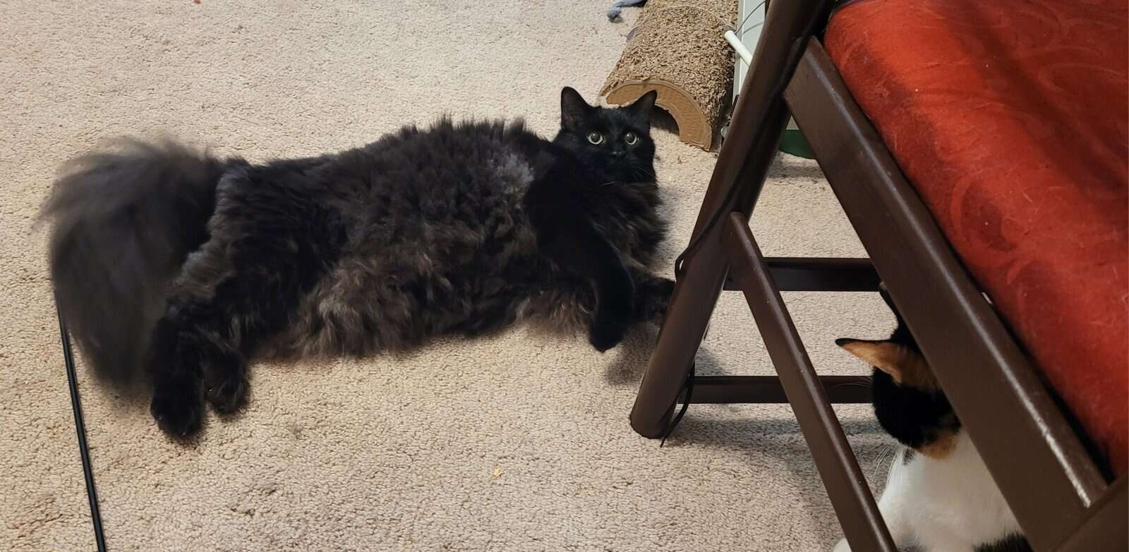 Salem image 3