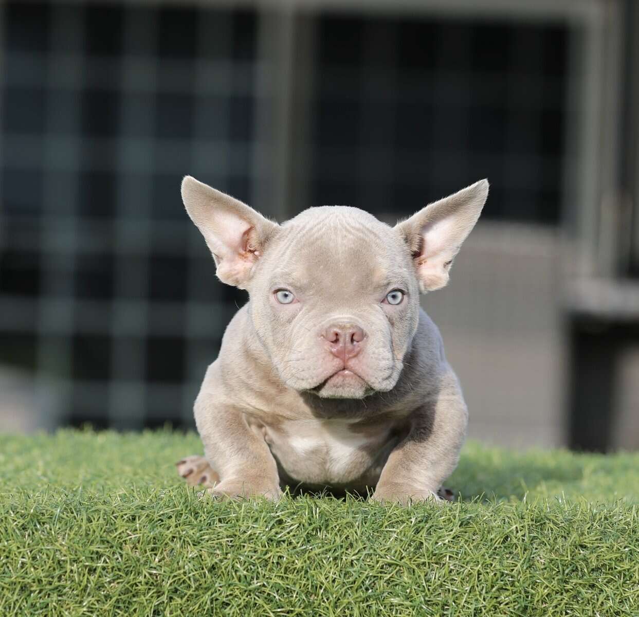 American Bully image 9