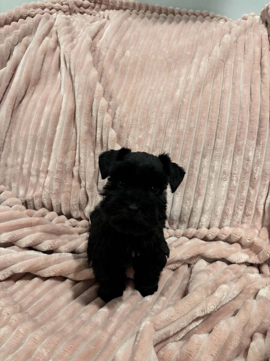 Mini Schnauzer image 5