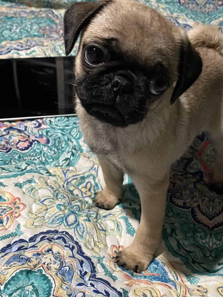 Female pug image 6
