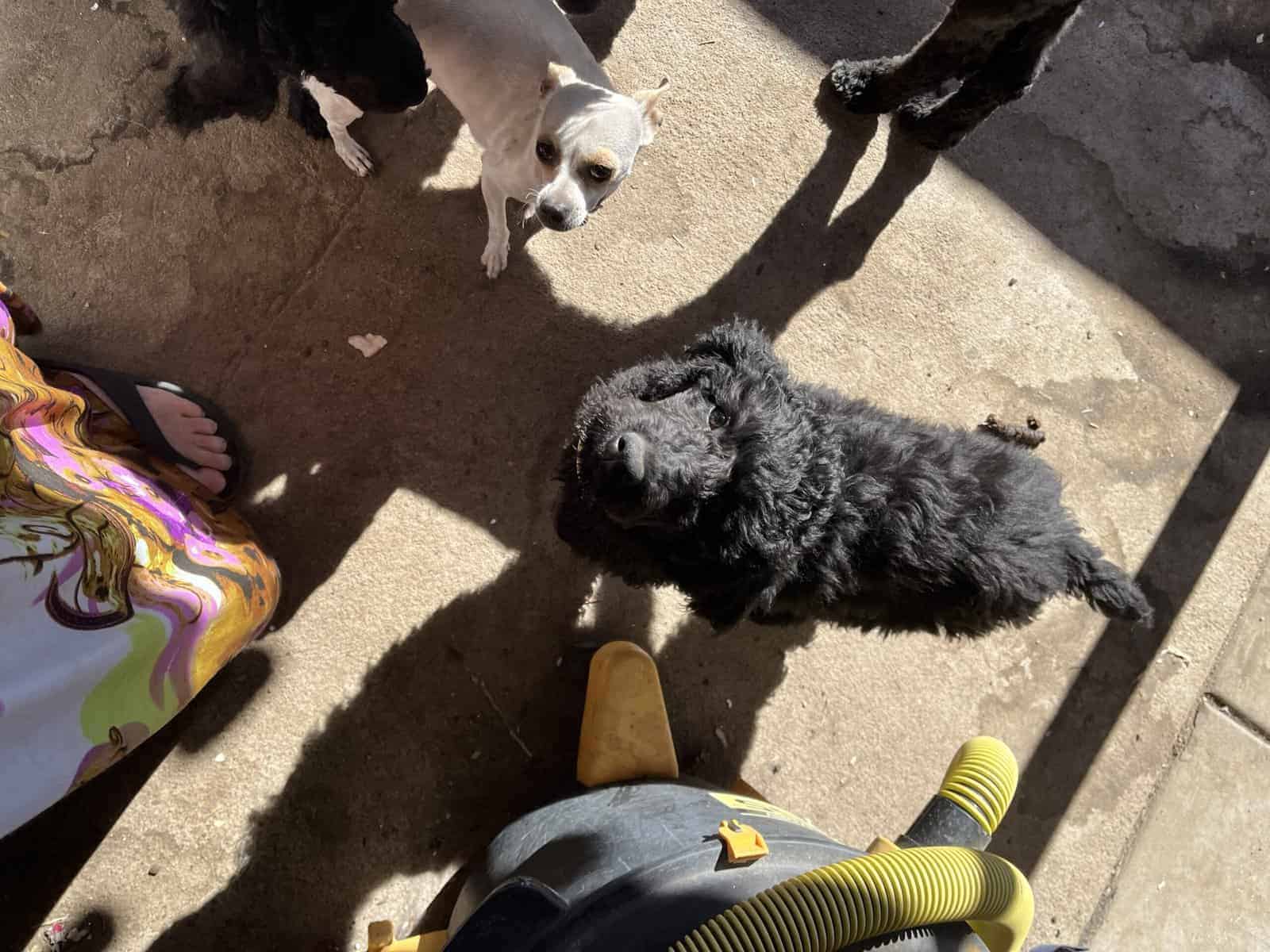 Blk male labradoodle image 1