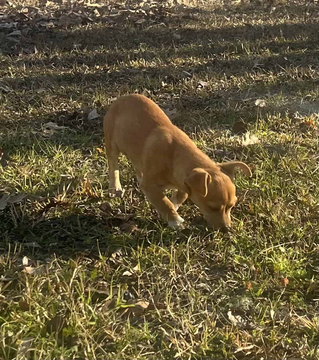 Chihuahua/dachsund image 3