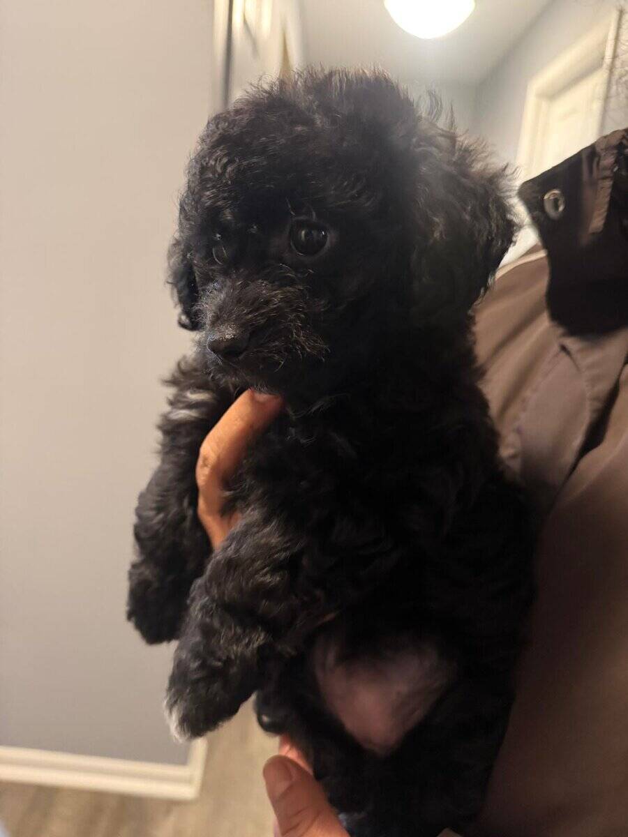 2 Puppies for sals image 4