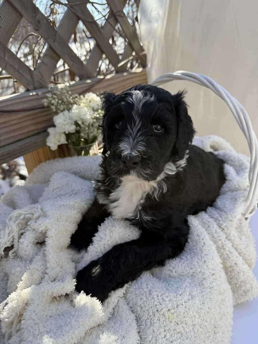 Portidoodle image 7