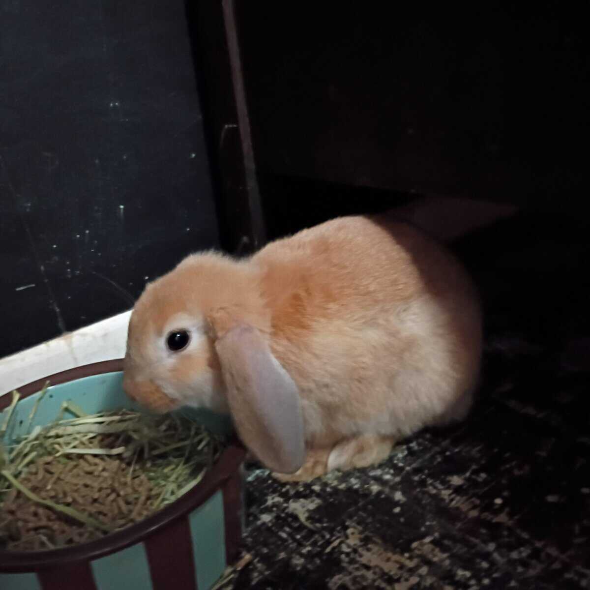 7 month old Rabbit Prada image 1