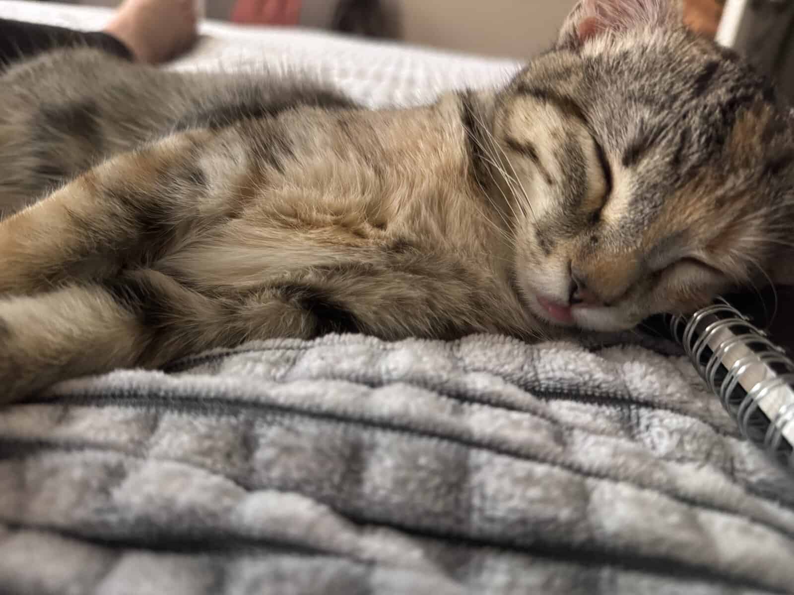 Free cat! I am so energetic and love to play! image 2