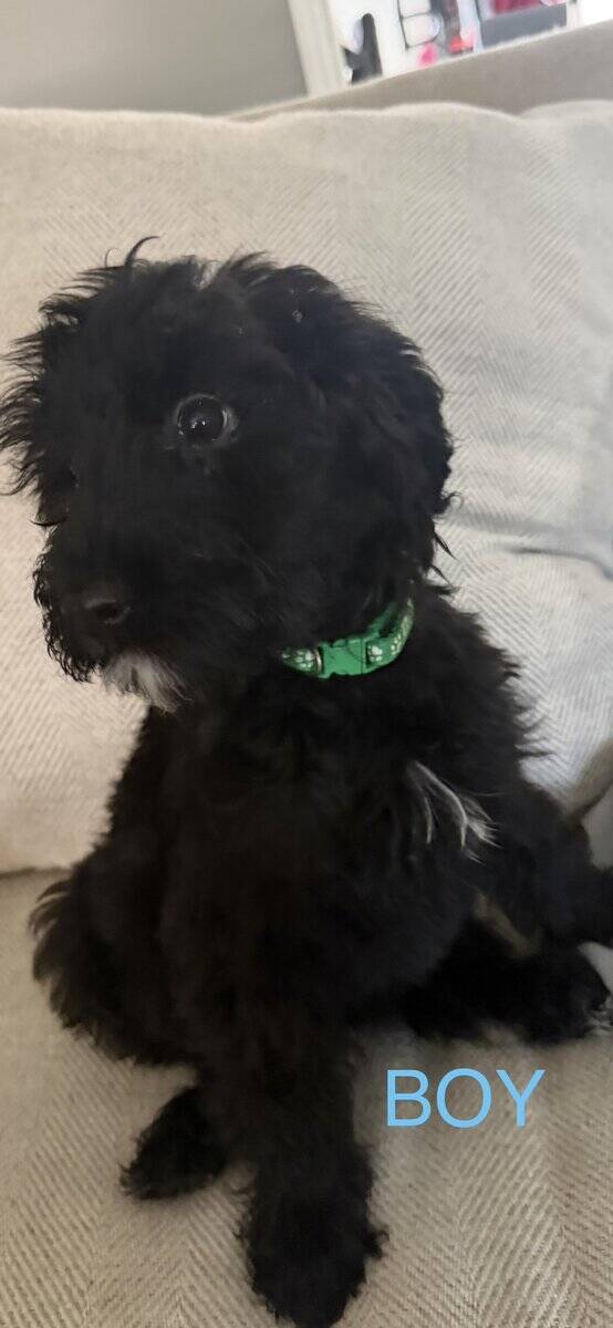 Goldendoodles F1B Hypoallergenic image 16