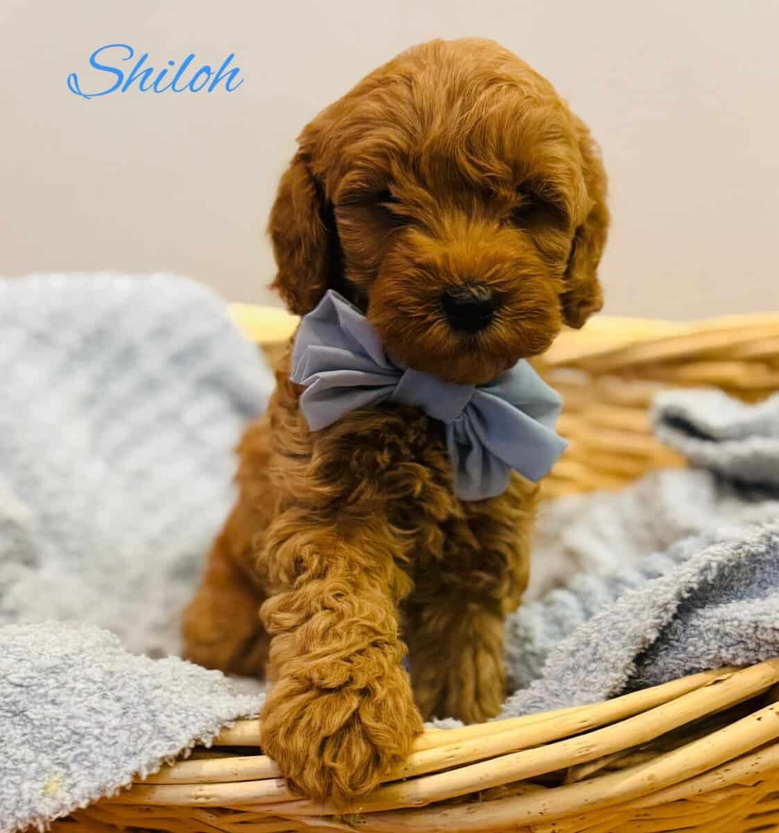 Mini Goldendoodles image 1