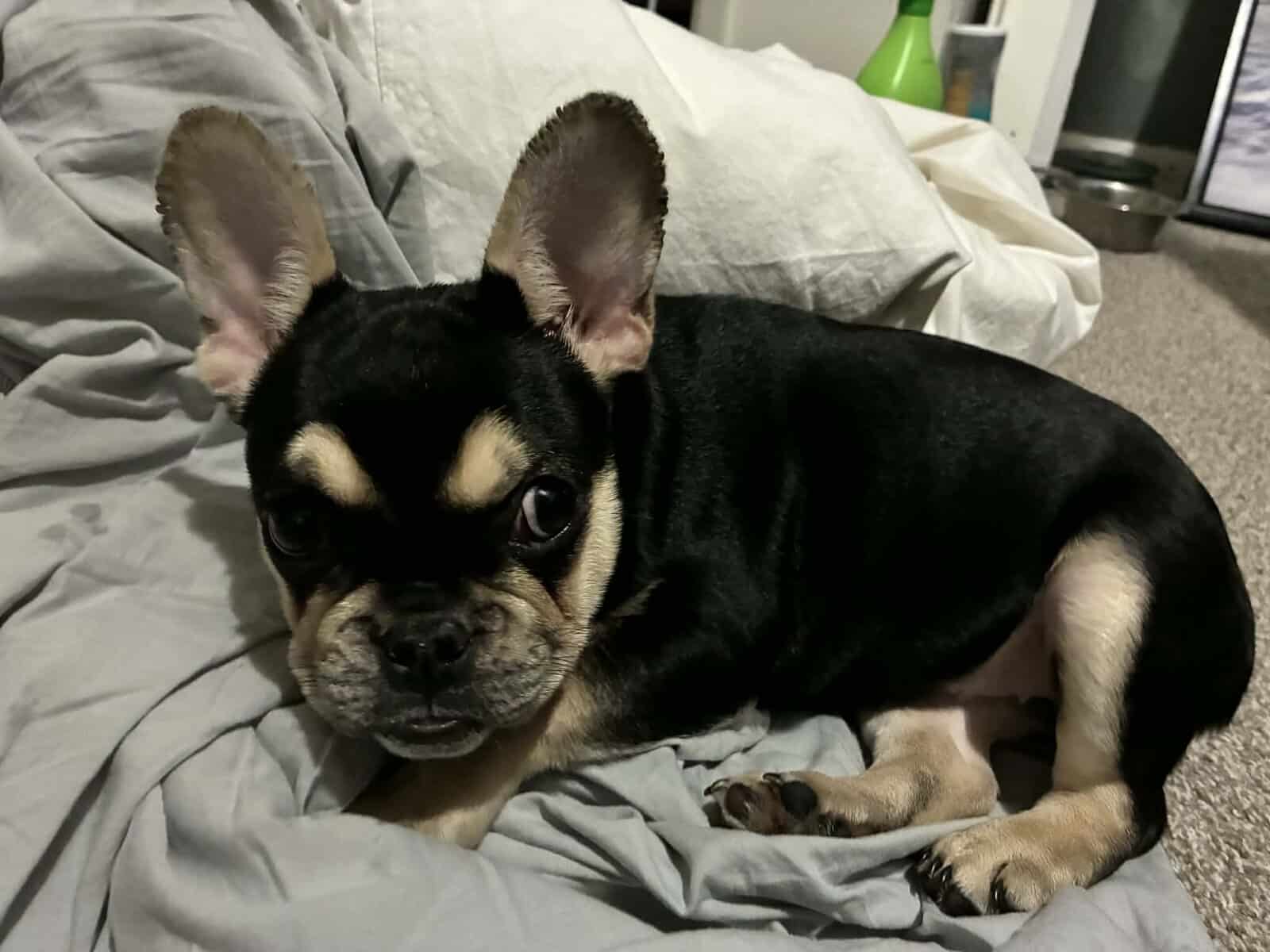 Purebred female Frenchie image 2
