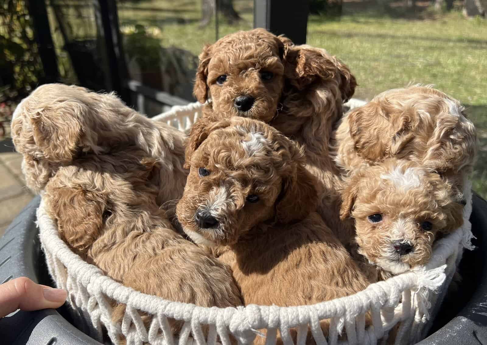 Toy poodle image 3