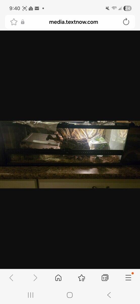 Ball Python and Tank image 4