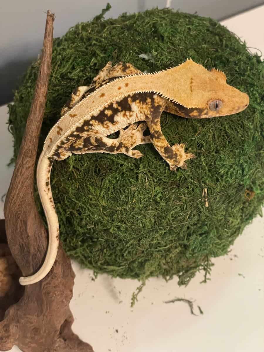 Tricolor lily white male crested gecko image 2