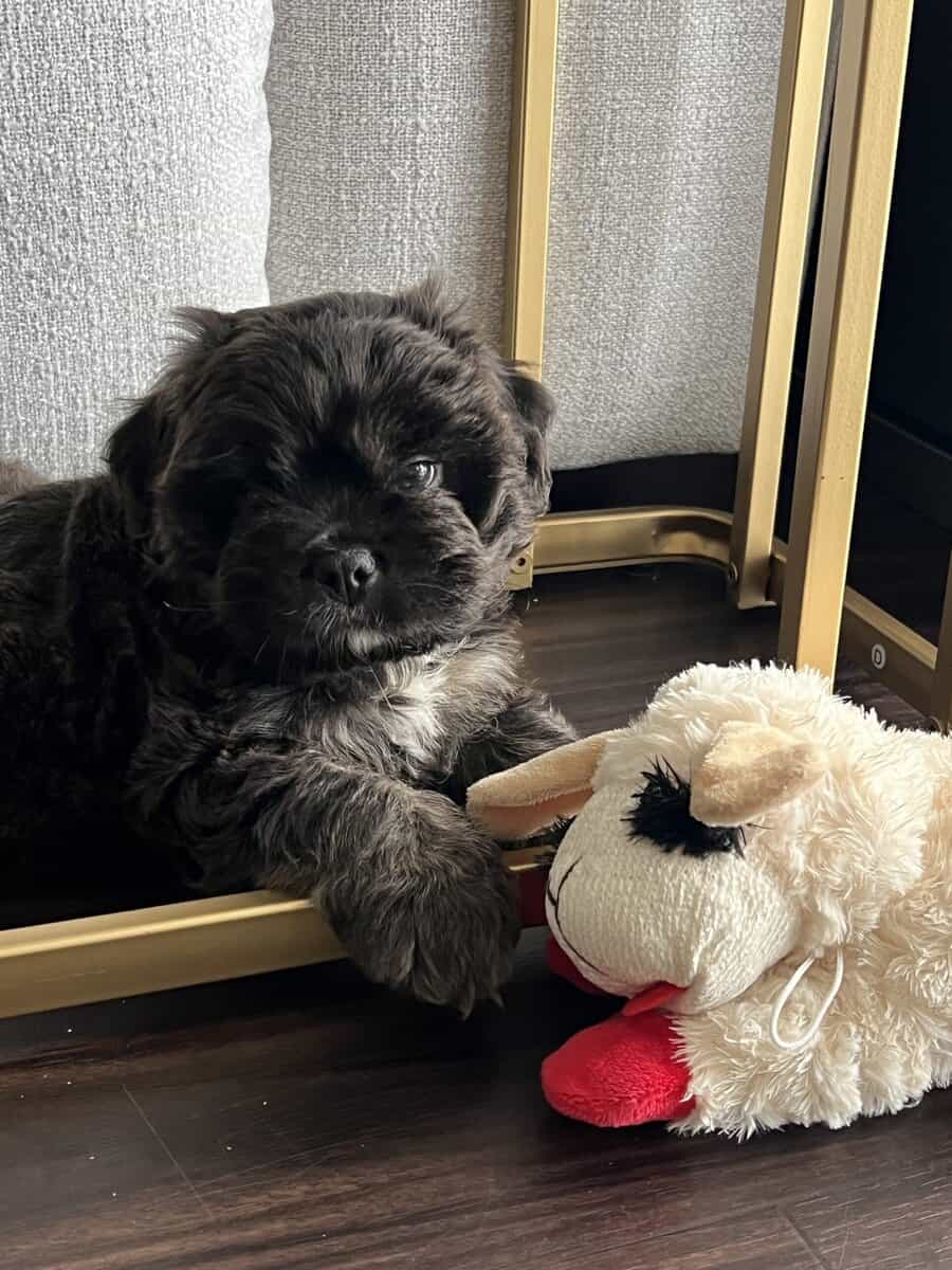 Meet sweet little Teddy! image 1
