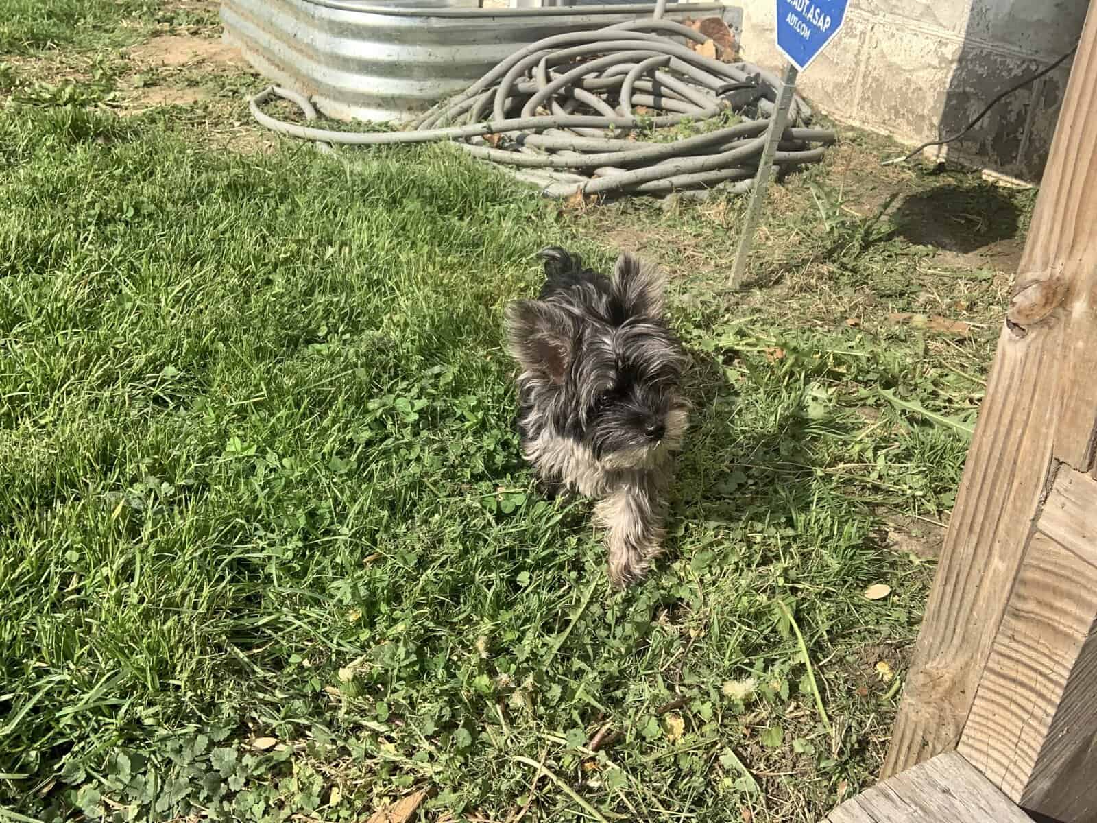 Selling a puppy image 2