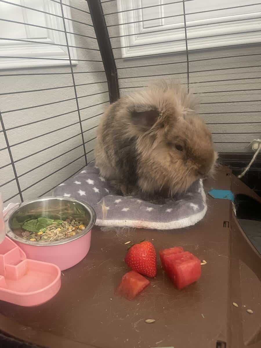 Rehoming bunny image 1