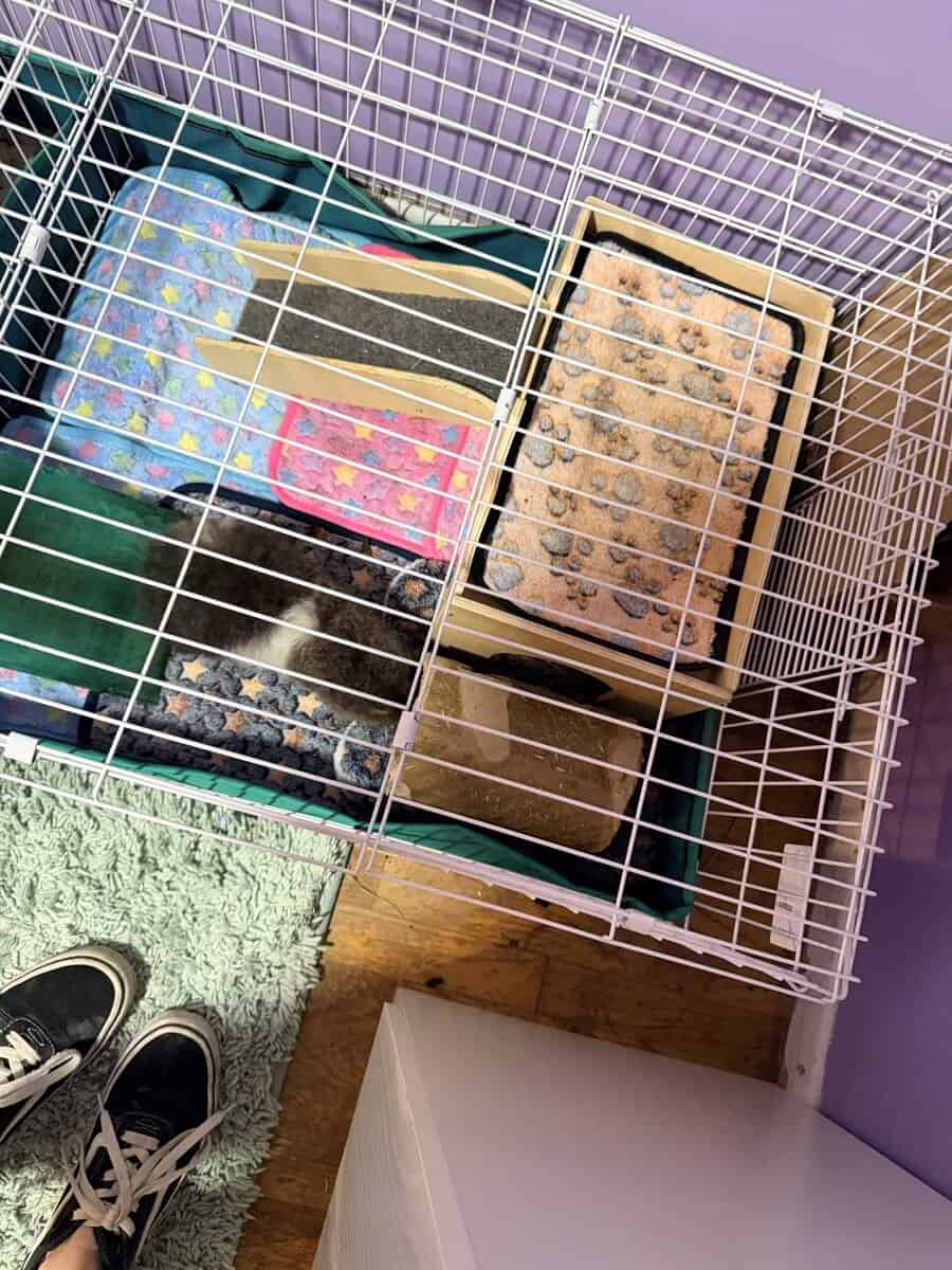 Guinea pigs image 3