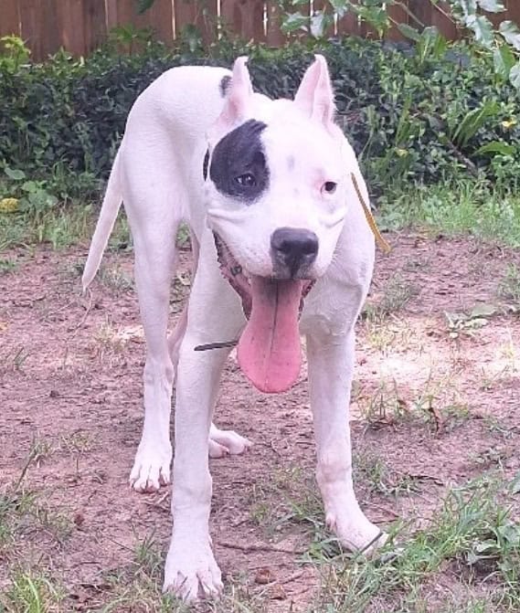 Dogo Argentino image 1