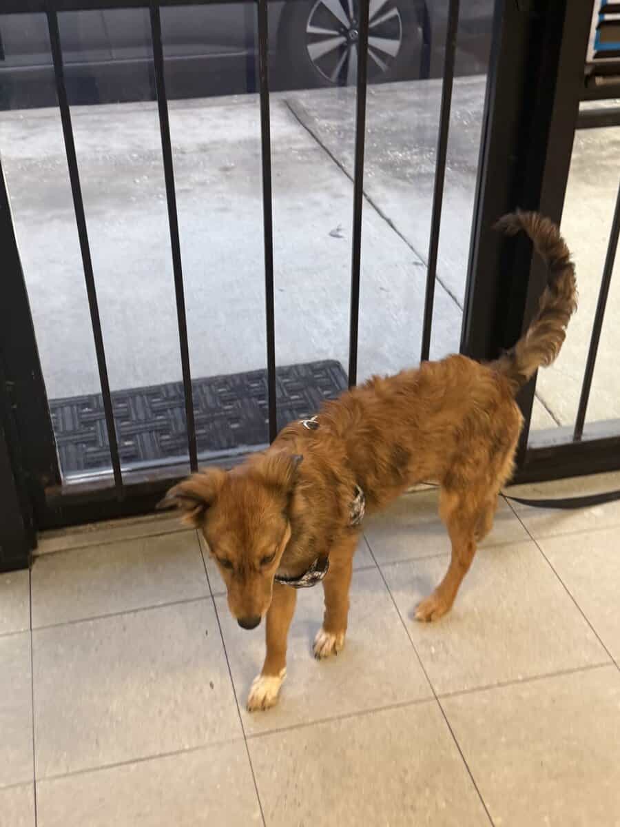 Hope needs a FUREVER home!! image 1