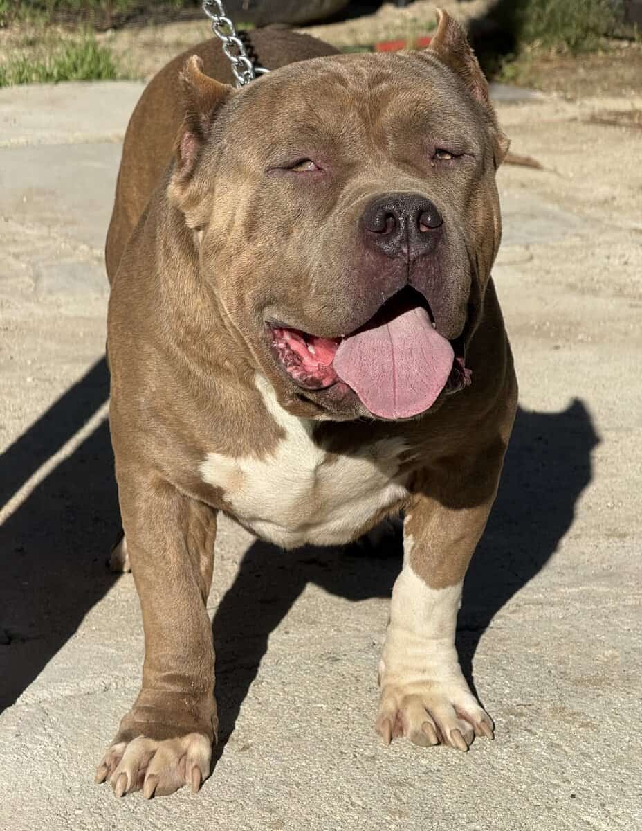 Standard brindle male bully open for stud image 5