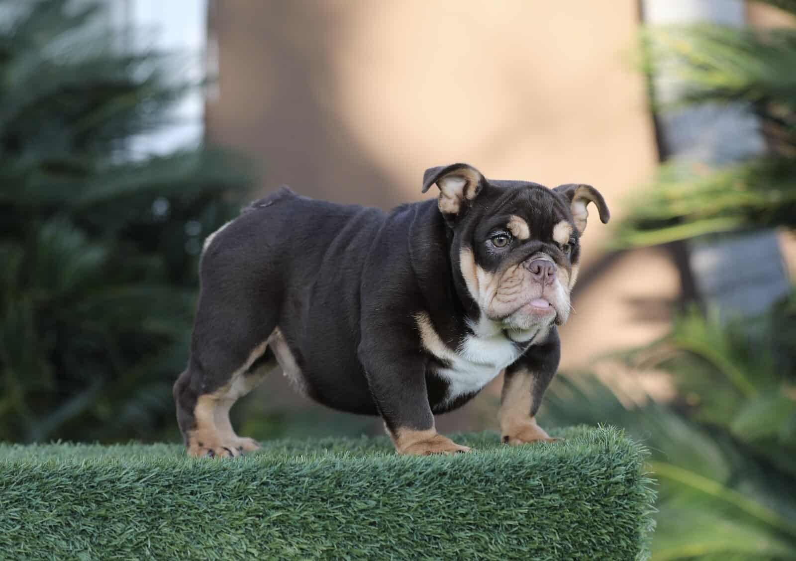 English Bulldog image 4