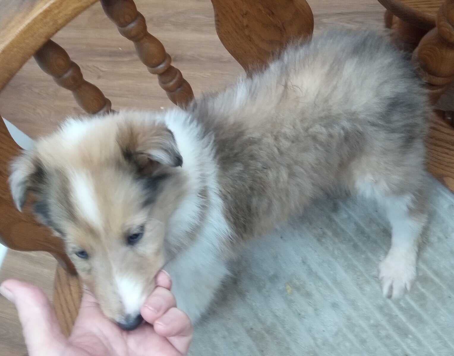 Beautiful Collie (Rough) Puppies image 2