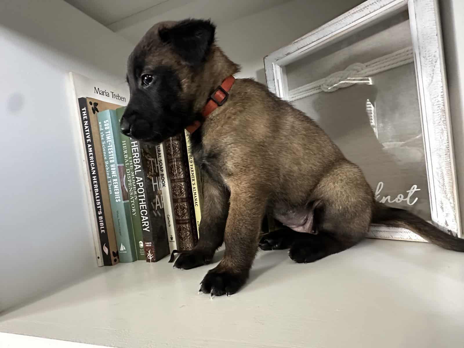 Belgian Malinois image 4