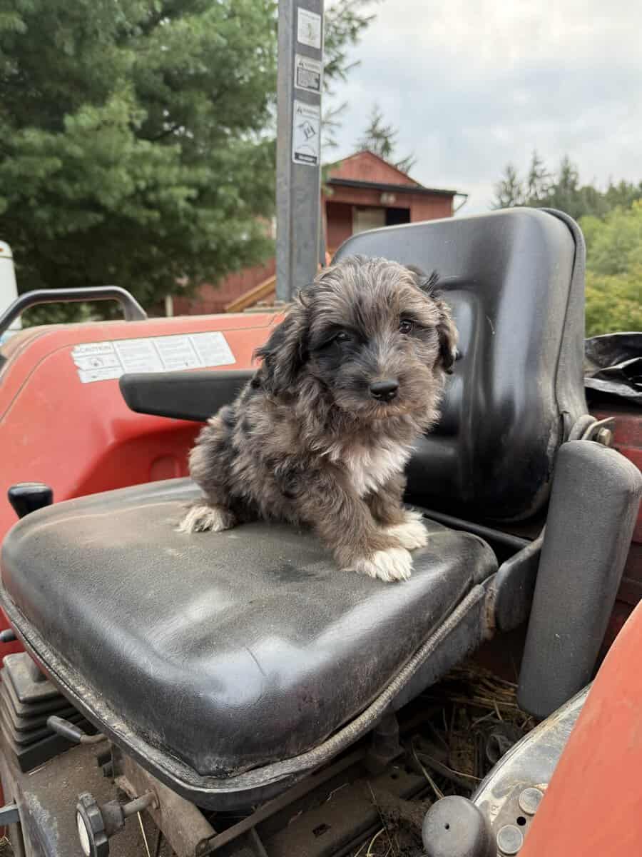 Adorable Aussiedoodle image 5