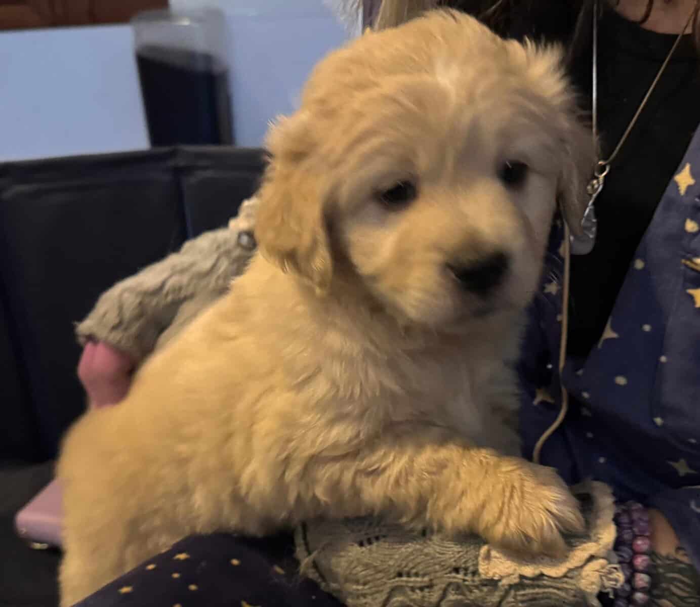 Golden Retriever mix image 1