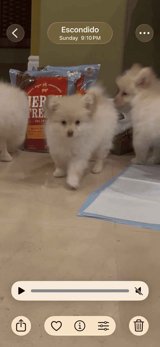 Pomeranian Yorkie mix puppy image 2