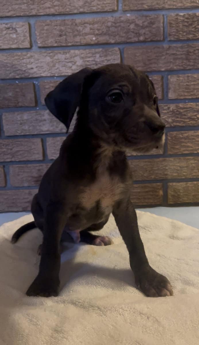 Dane/Dal mix puppies image 5
