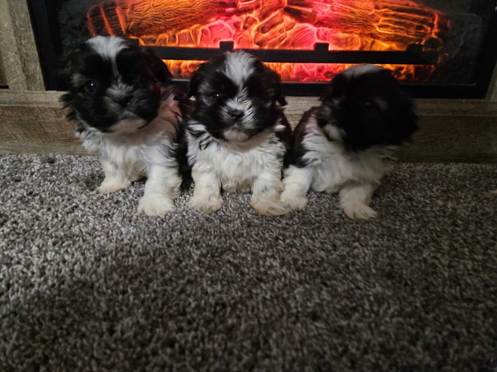 Imperial Shih-tzu Puppies image 5