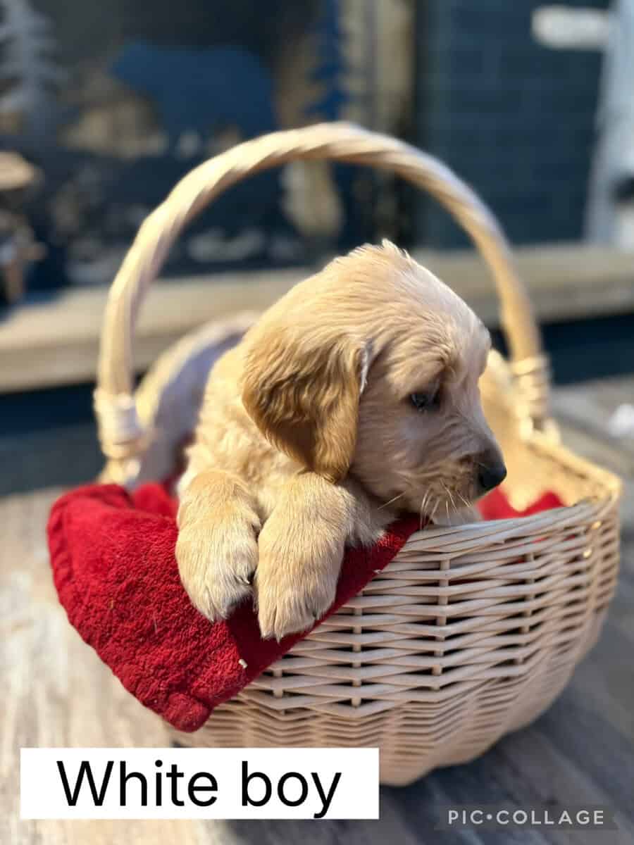 3 AKC GOLDEN RETRIEVER PUPPIES image 1