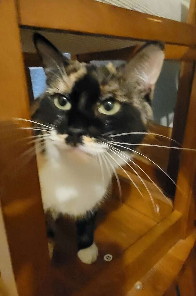 Super Sweet Cat image 3