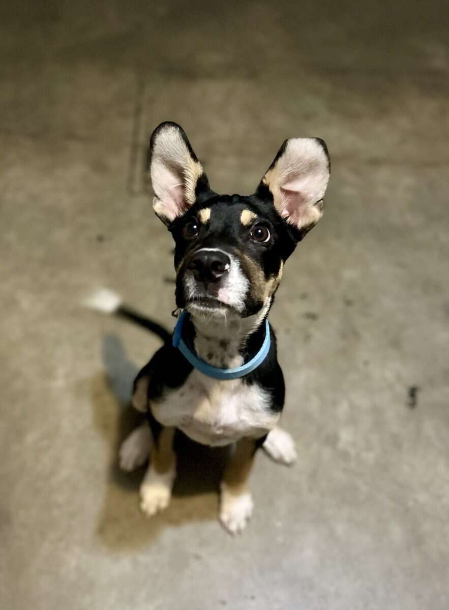 Rehoming Rocket image 6