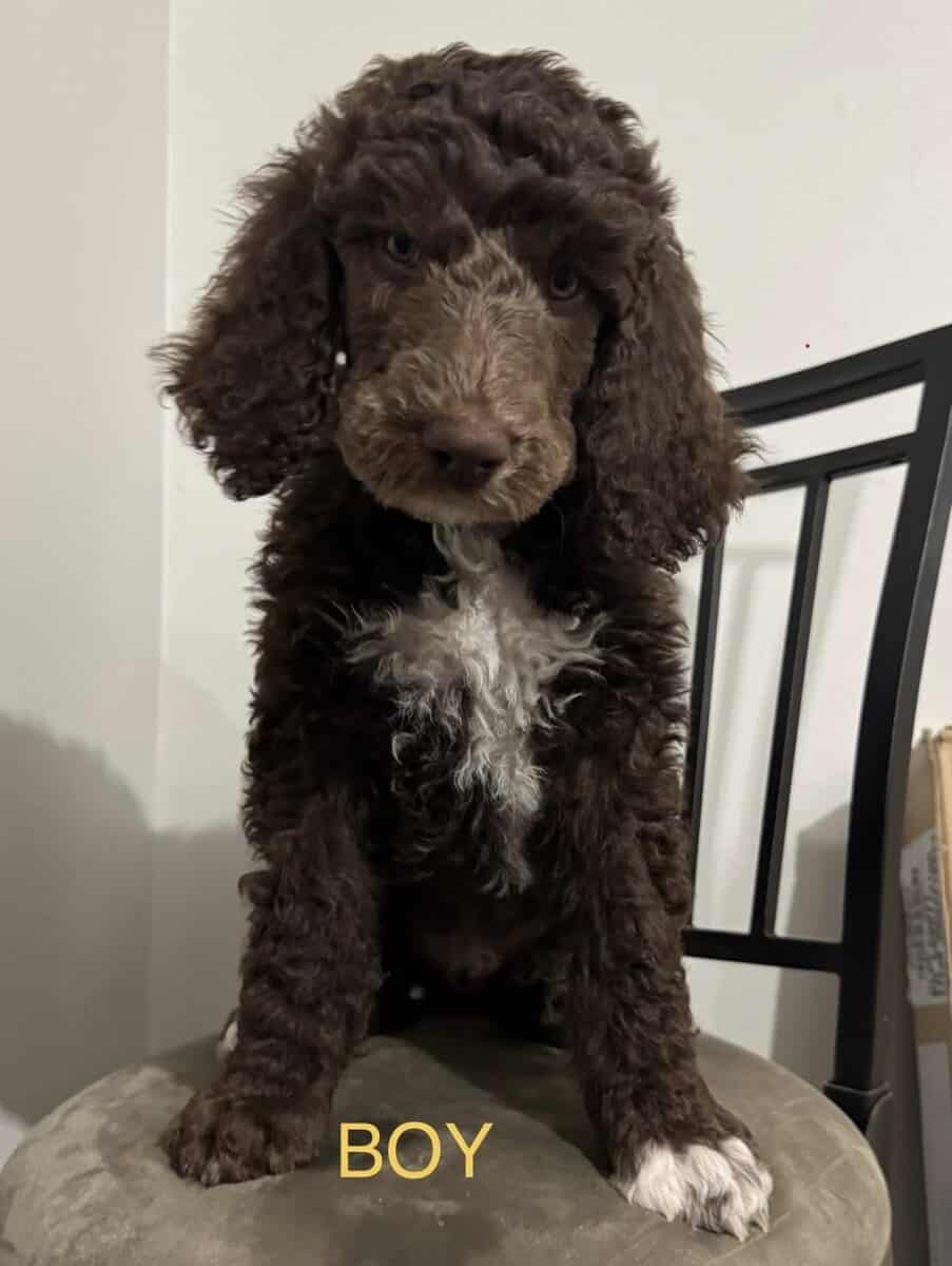 Standard Poodle Puppies image 2