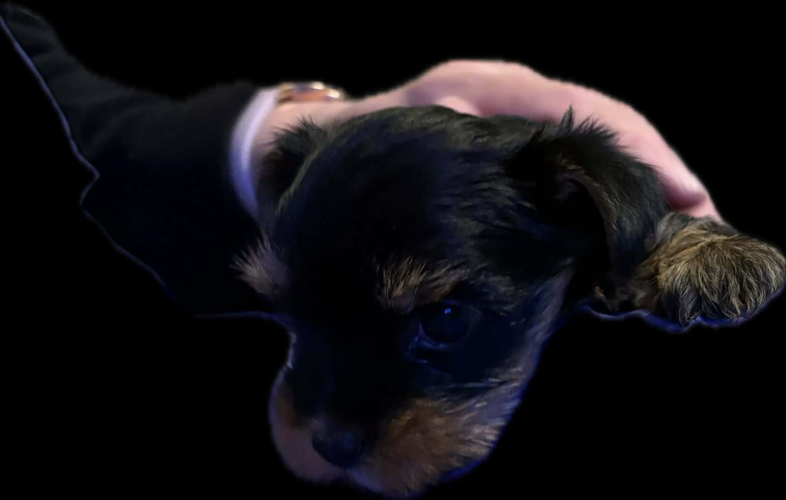 Yorkie sweet female image 1