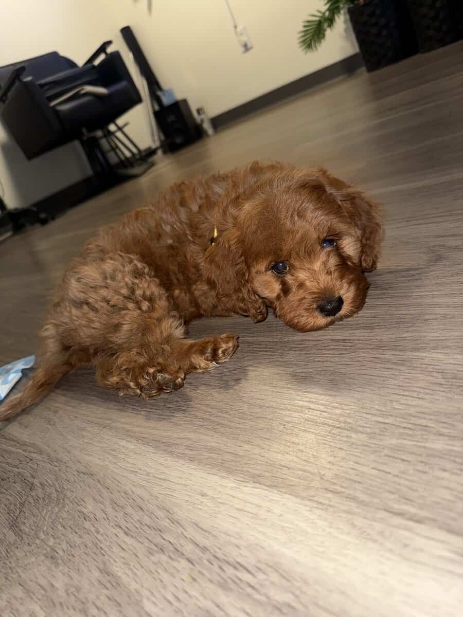 Puppy for Sale image 2
