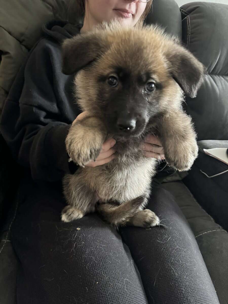 Anatolian/german shepherd mix image 2