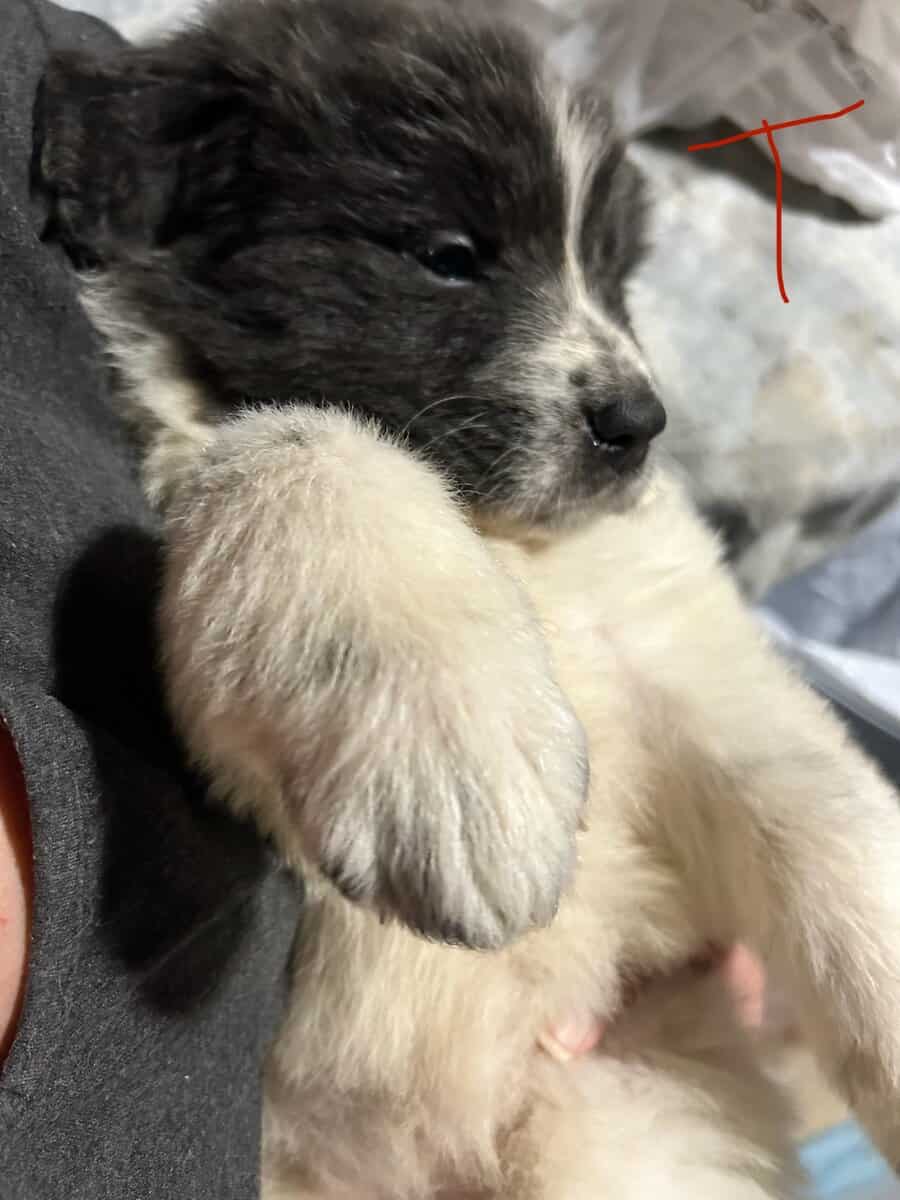 Newfoundland x Great Pyrenees image 3