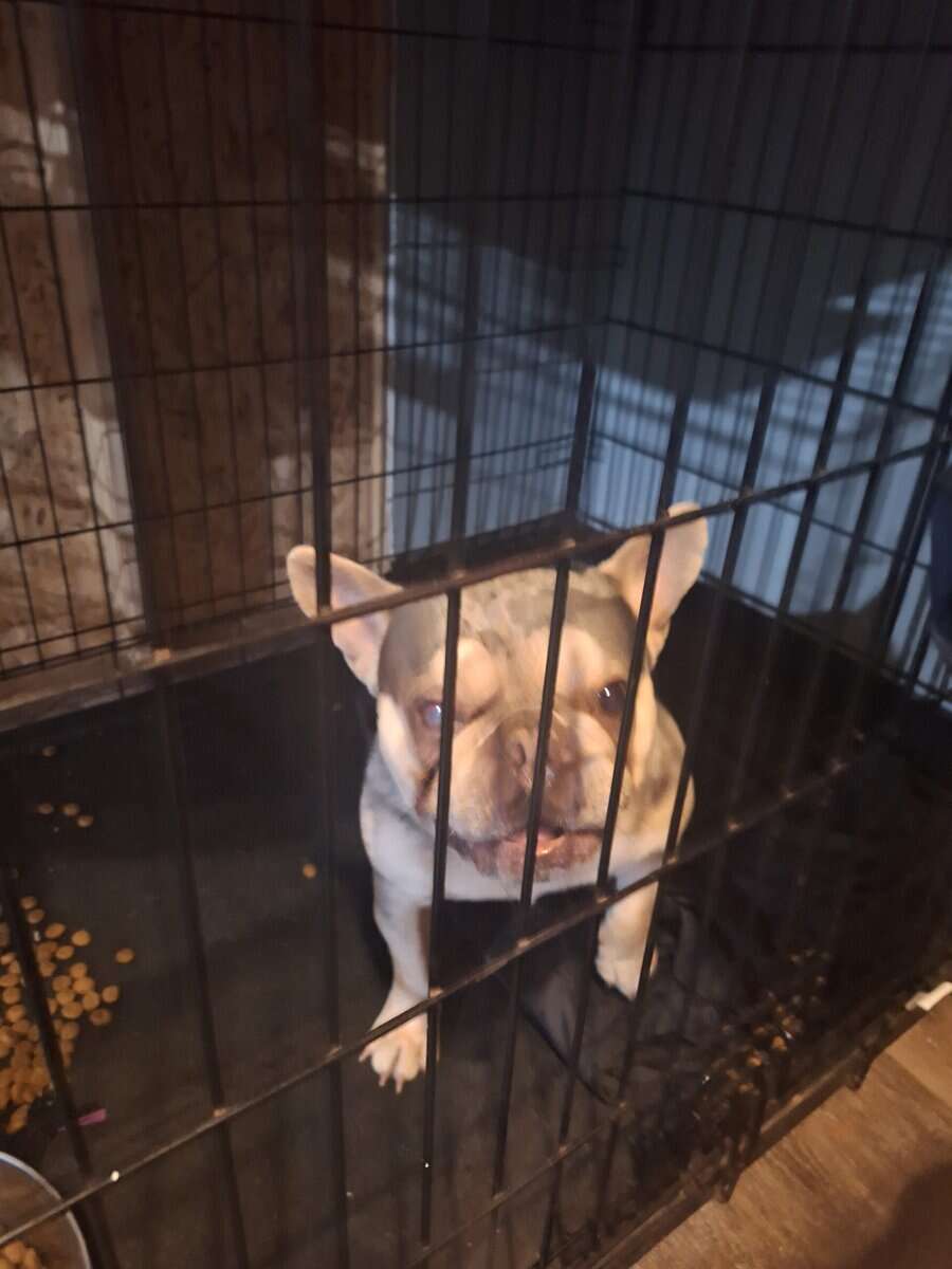 French Bulldog image 1