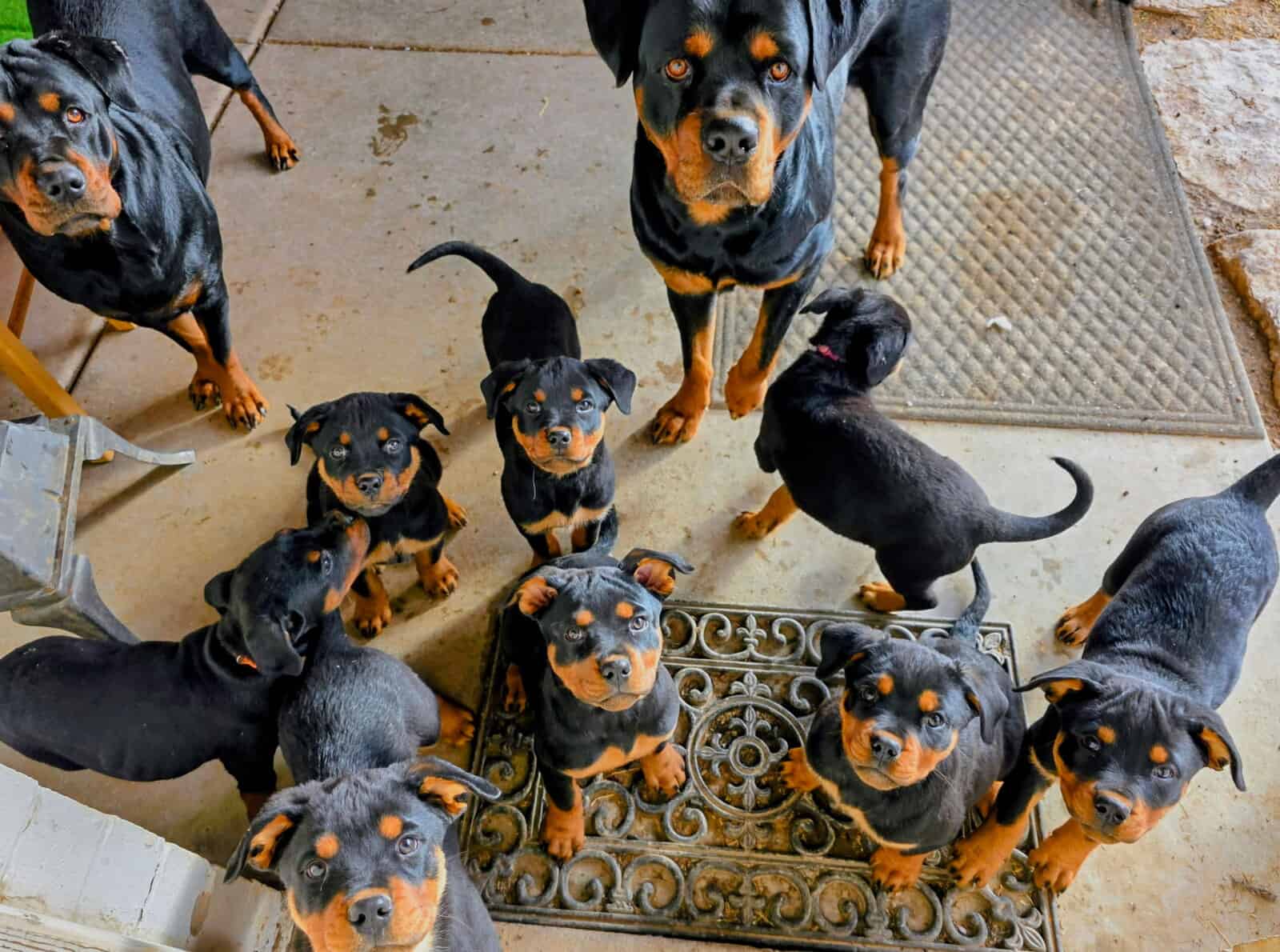 Rottweiler Puppies For Sale image 6