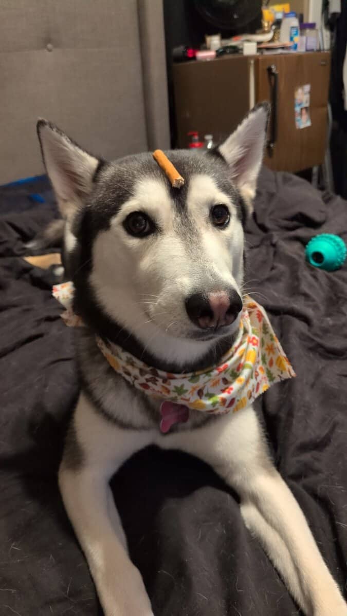 Siberian Husky mix image 1