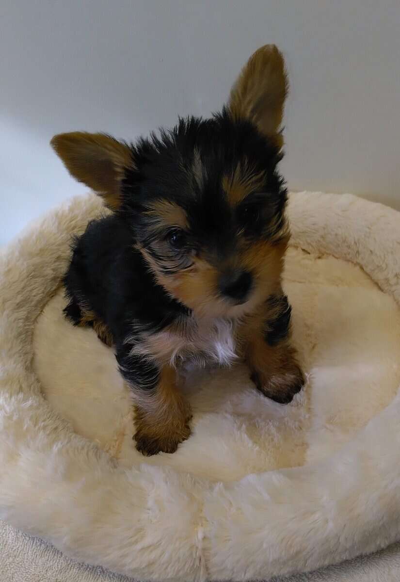 Beautiful Yorkie Babies Available !!! image 2