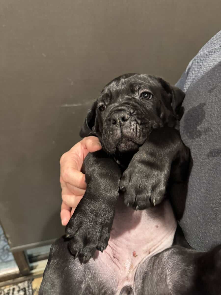 Cane Corso Puppies image 4