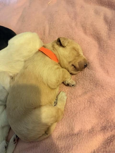 Labradoodle Puppies image 5